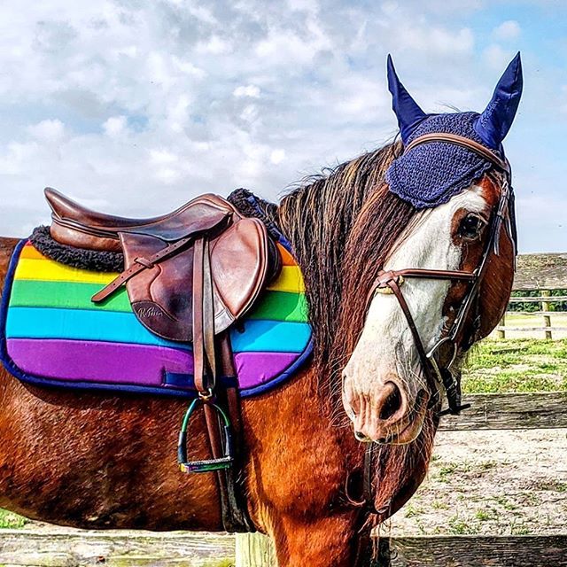 An LGBTQ+ Rainbow Flag saddle pad on a Clydesdale Horse