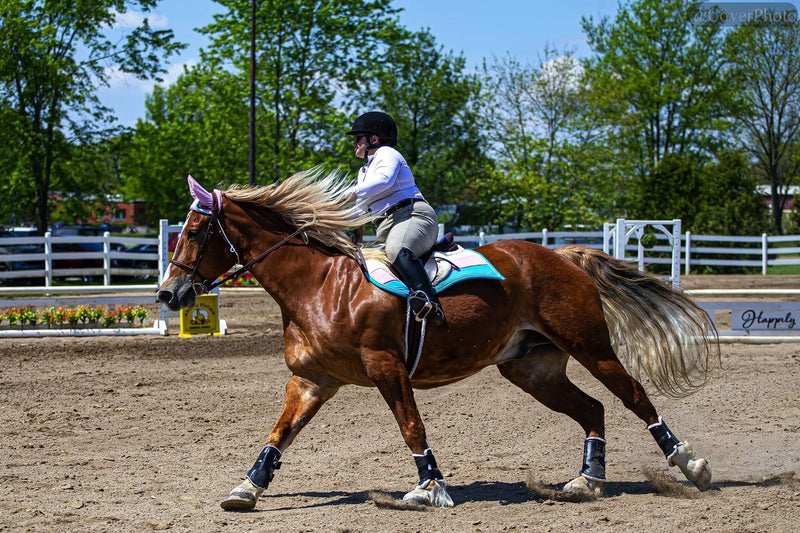 An LGBTQ+ Transgender Flag Saddle Pad and Matching Fly Bonnet on a Horse