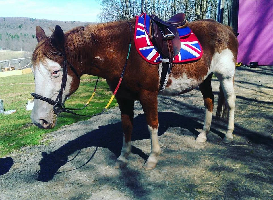United Kingdom British Flag All Purpose Saddle Pad Customer Photo