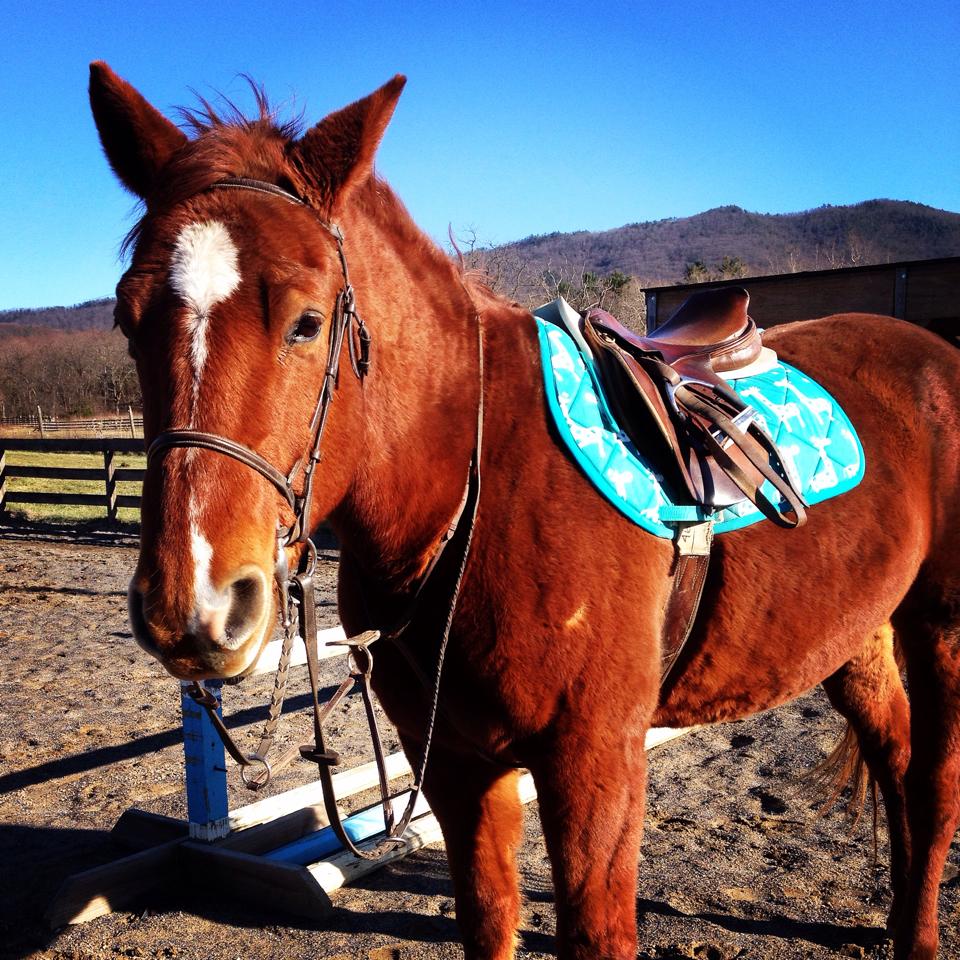Turquoise Teal Giraffes Animal Print All Purpose Saddle Pad Customer Photo