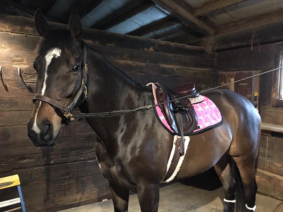 Hot Pink and Black Giraffes Animal Print All Purpose Saddle Pad Customer Photo