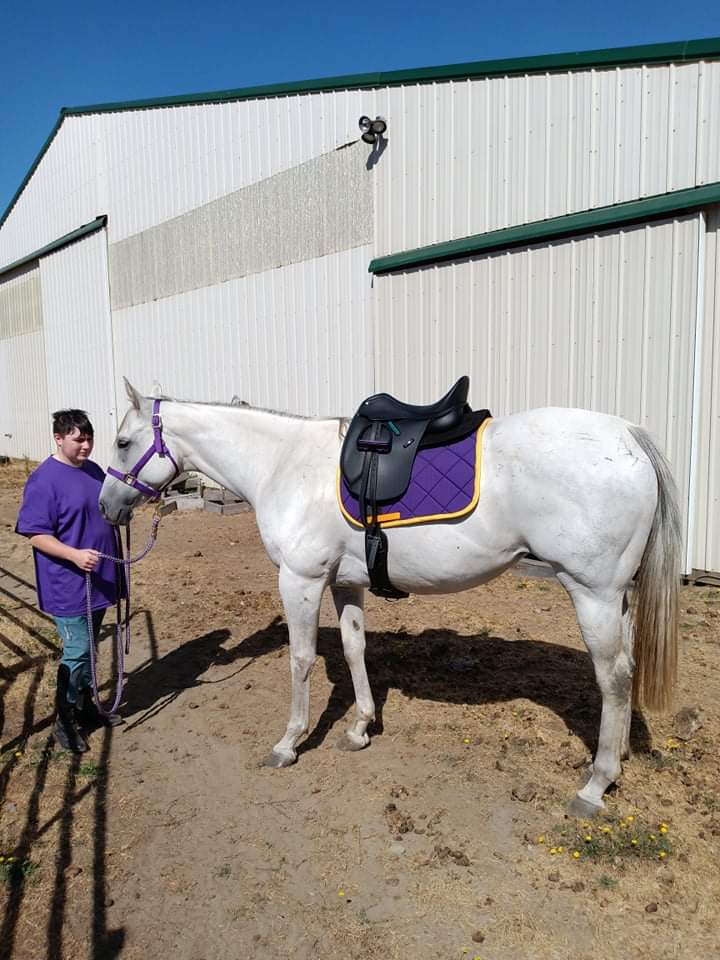Purple and Marigold Yellow Solid Color Dressage Saddle Pad Customer Photo